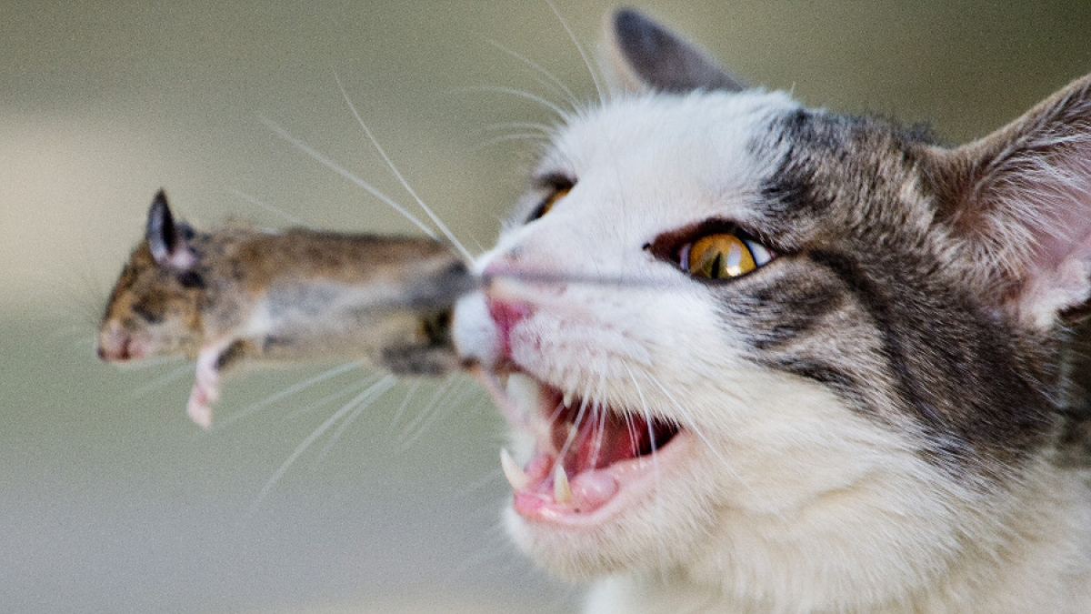 Nach Aussage des Nabu-Chefs rei&szlig;en Katzen j&auml;hrlich &uuml;ber 1.5 Millionen Wildtiere. (Foto)