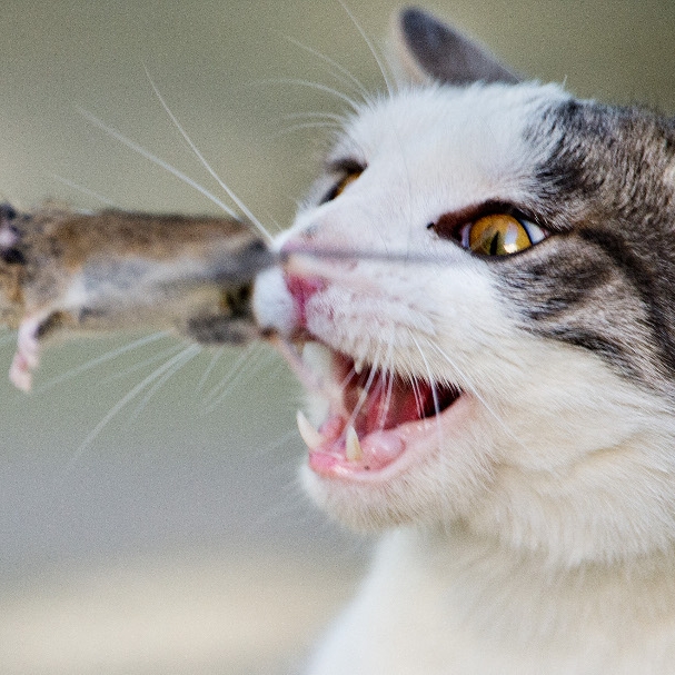 Tierschützer fordern: Katzen-Freigang verbieten!