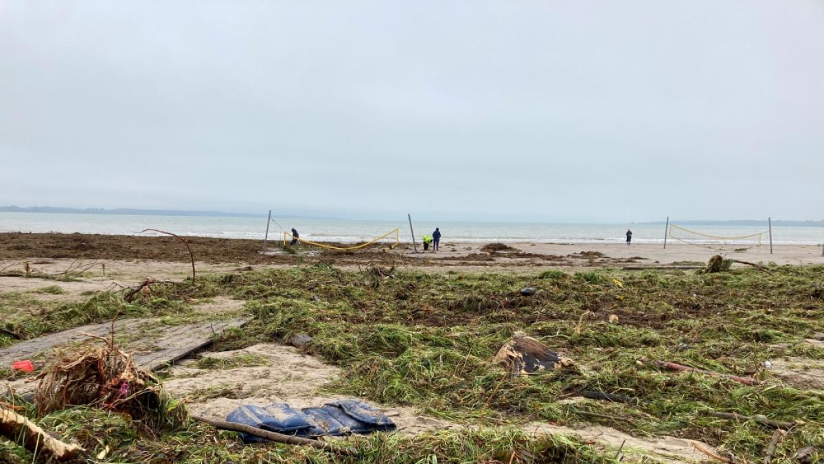 Die Sturmflut hat gro&szlig;e Mengen an Seegras und anderen Pflanzen an den Strand von Eckernf&ouml;rde angesp&uuml;lt. (Foto)