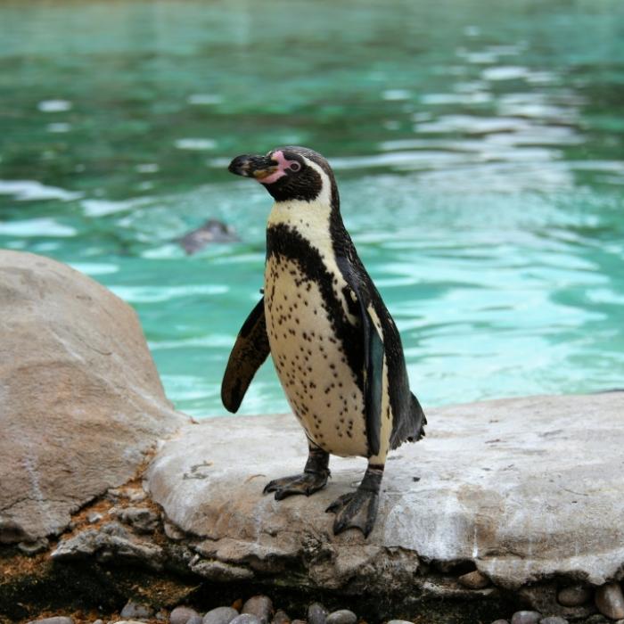 Pfleger entdeckt toten Pinguin! Obduktionsergebnis veröffentlicht