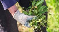 Nicht alles, was im Garten wächst, ist dort auch erwünscht.