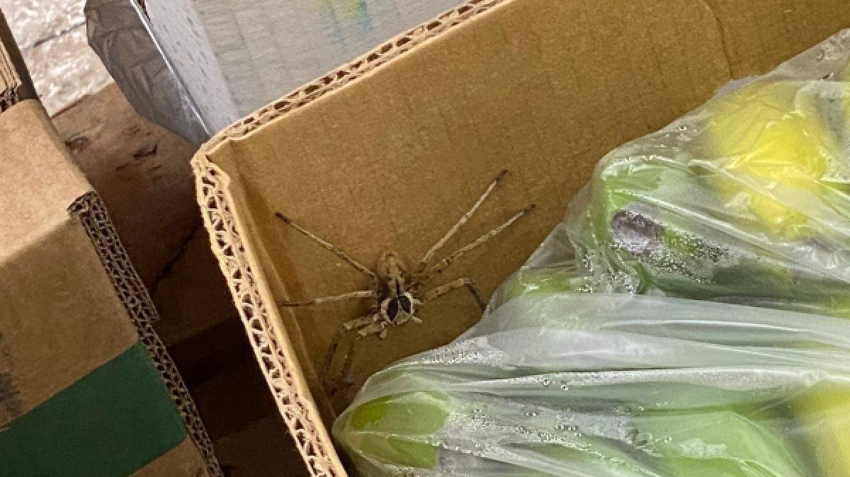 In einem Discounter in Krefeld wurde in einer Bananenkiste eine riesige Giftspinne entdeckt. (Foto)