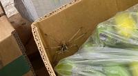 In einem Discounter in Krefeld wurde in einer Bananenkiste eine riesige Giftspinne entdeckt.