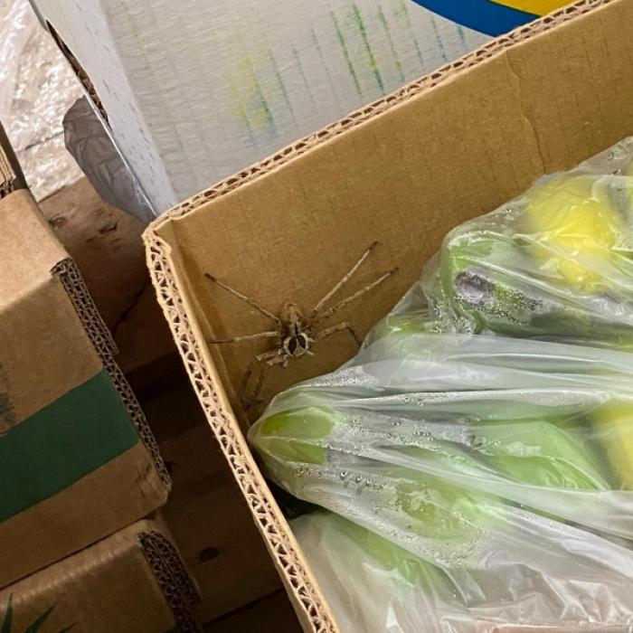 Schock im Discounter! Giftspinne lauert in Bananenkiste