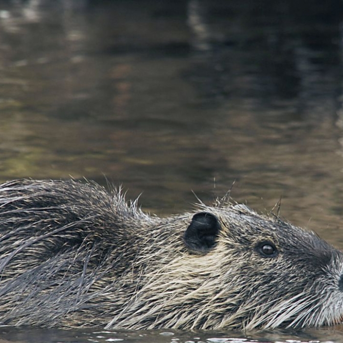 Wiederholung der Tierreihe online und im TV
