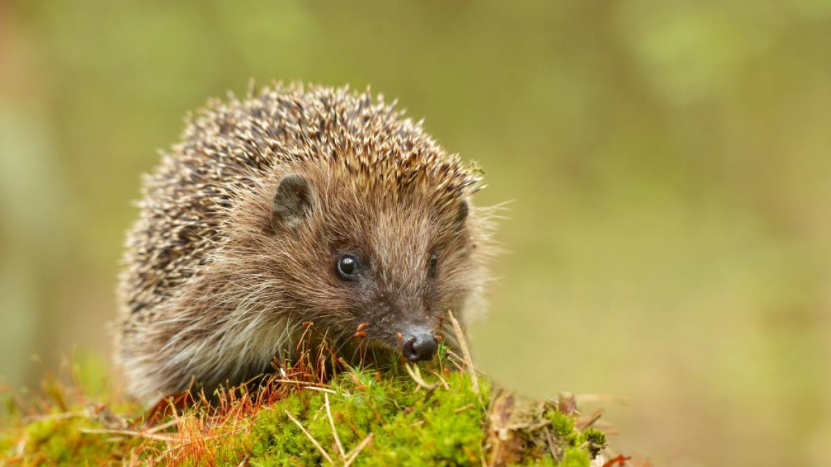 Igel sollen neue gef&auml;hrliche Corona-Varianten in sich tragen. (Symbolfoto) (Foto)