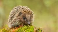Igel sollen neue gefährliche Corona-Varianten in sich tragen. (Symbolfoto)