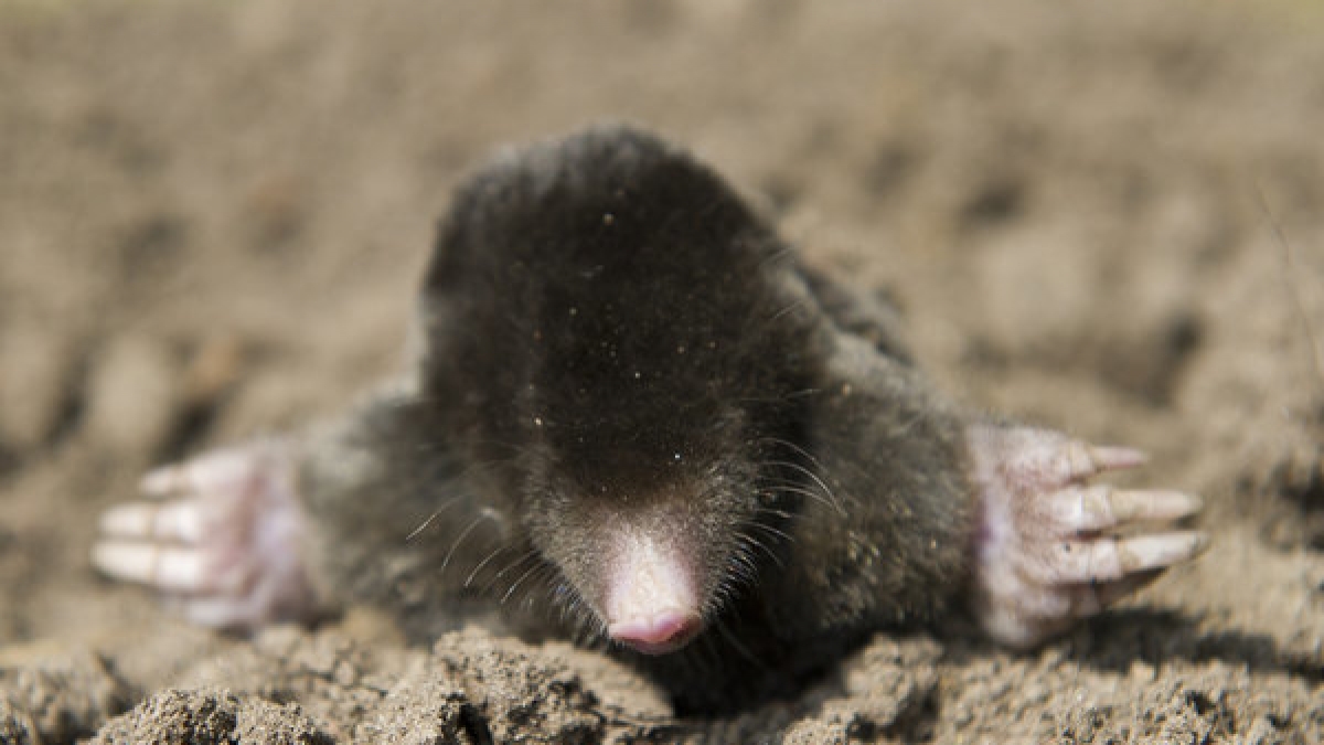 Wie kommt ein Maulwurf in einen Fisch? (Foto)
