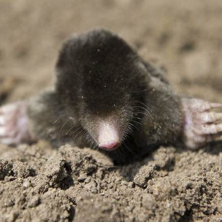 Holy mole-y! Maulwurf gräbt sich durch Fischmaul