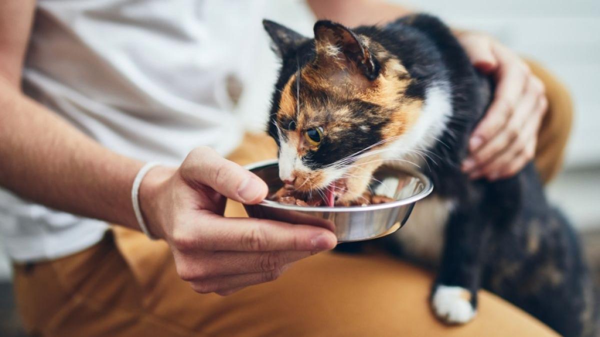 Katzen sollten nur Lebensmittel fressen, die f&uuml;r sie geeignet sind. (Foto)
