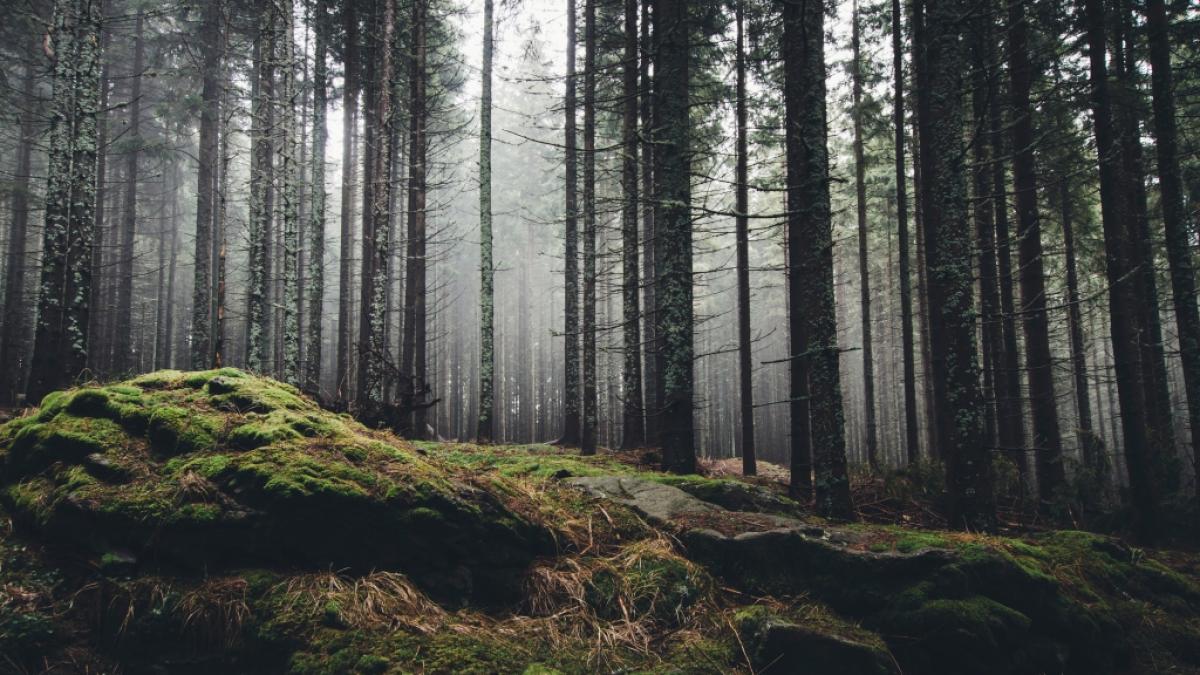 Im Wald traf der 14-J&auml;hrige zuf&auml;llig auf sein Opfer. (Foto)