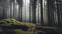 Im Wald traf der 14-Jährige zufällig auf sein Opfer.