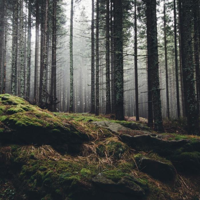 Junge (14) vergewaltigt Mädchen (11) im Wald