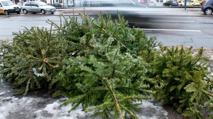 Eine Möglichkeit, den Weihnachtsbaum zu entsorgen: ihn vor die Haustür legen. In vielen Städten holen ihn dort zu bestimmten Terminen die Müllentsorger ab.
