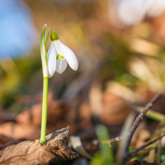 Frühlingskracher am Valentinstag! Meteorologen prophezeien bis zu 15 Grad