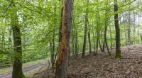 Borkenkäfer zerstören das Holz von Bäumen.
