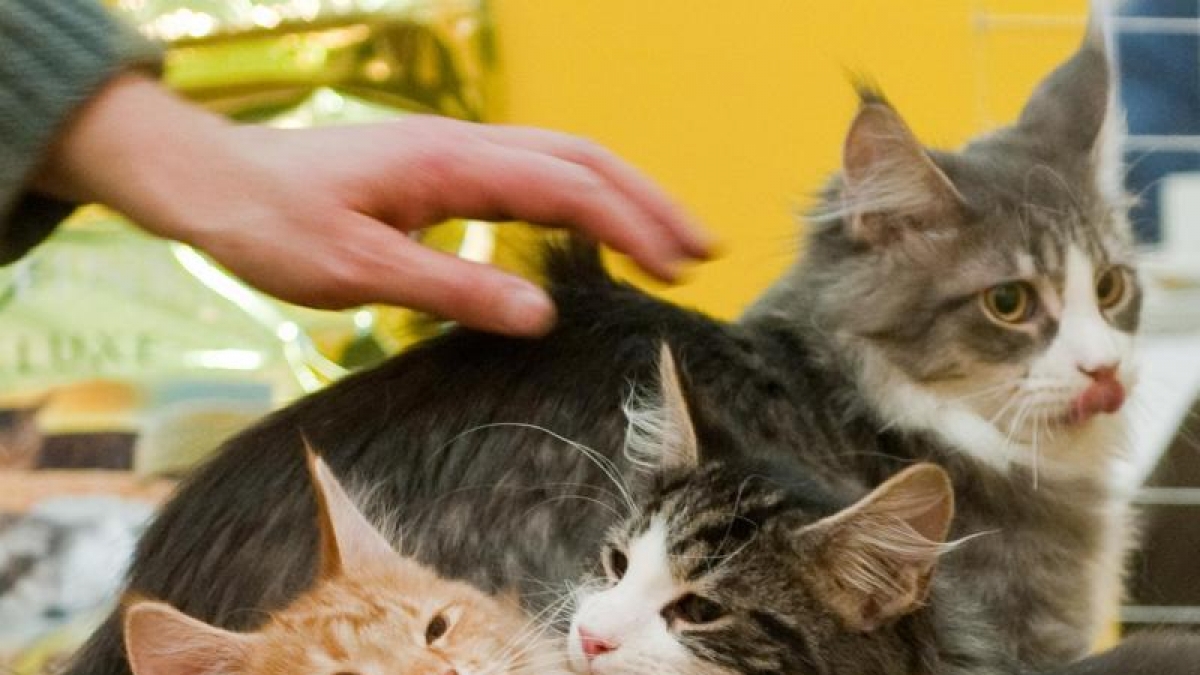 Katzen landen bei einem Appenzeller Bauern auch gern mal auf dem Teller. (Foto)