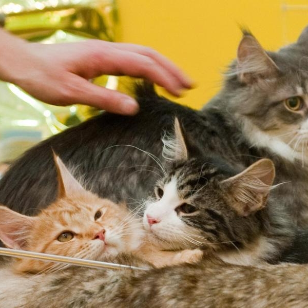 Bauer aus Appenzell verspeist seine Katzen