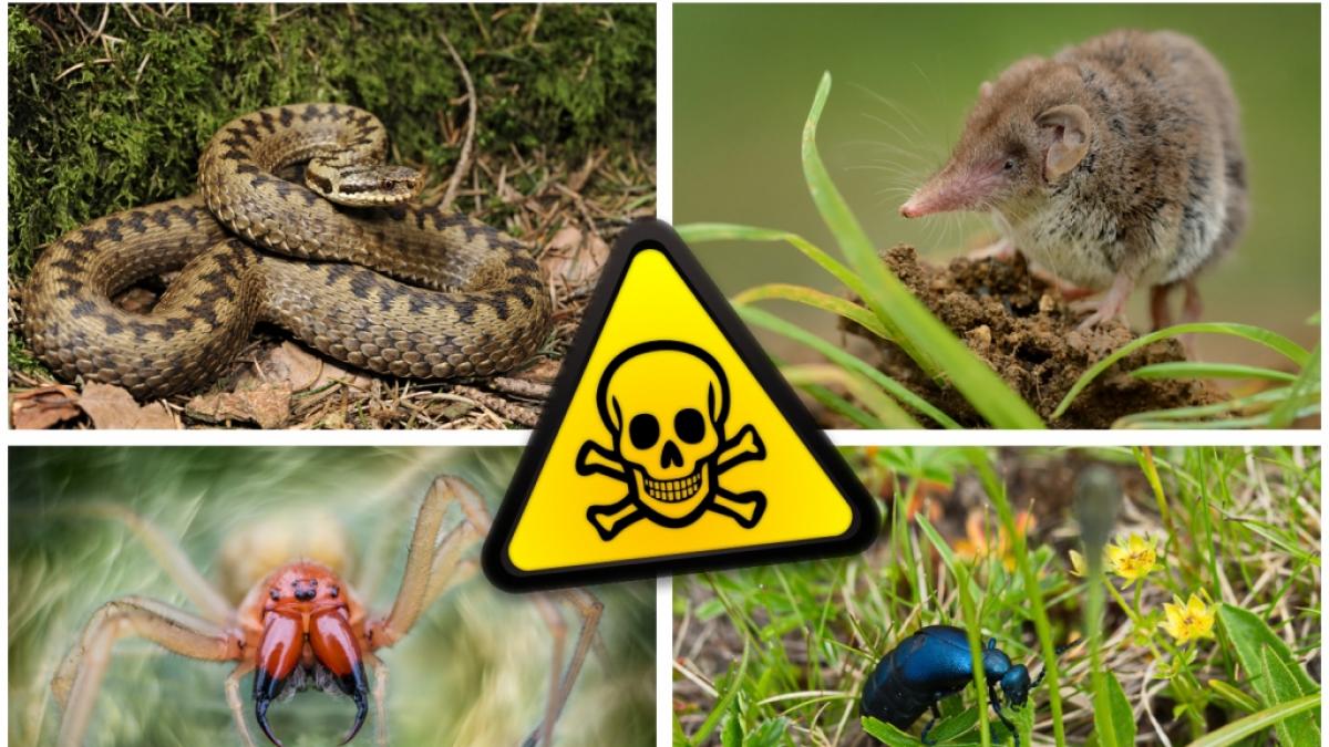 In deutschen G&auml;rten tummeln sich einige giftige Tiere. (Foto)
