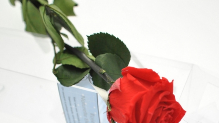 Unvergänglich wie die Liebe: Die immer blühende Rose ist das perfekte Geschenk zum Valentinstag.