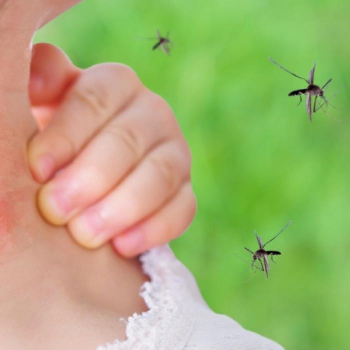 Infektionen drohen! Wie gefährlich sind die Mücken wirklich?