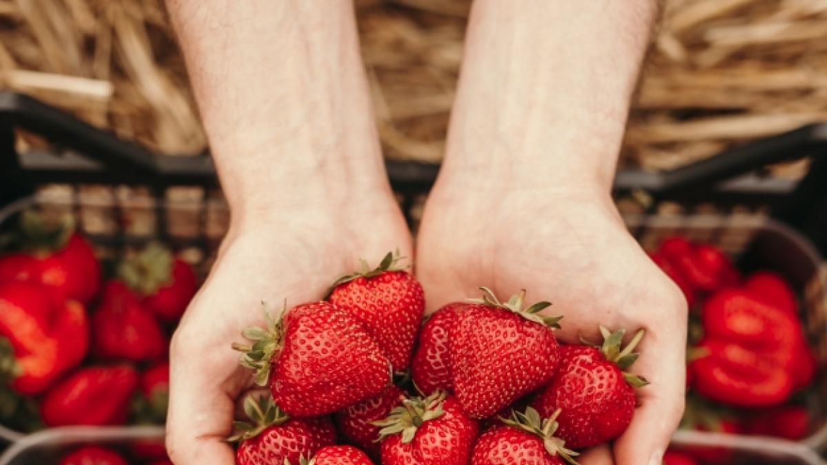 Erdbeeren schmecken zwar k&ouml;stlich, doch sie sind &auml;u&szlig;erst empfindlich. (Foto)
