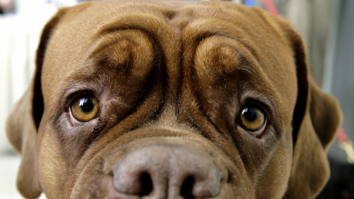 Ein Mann aus den USA wird beschuldigt, einen Hund brutal missbraucht zu haben (Symbolbild). (Foto)