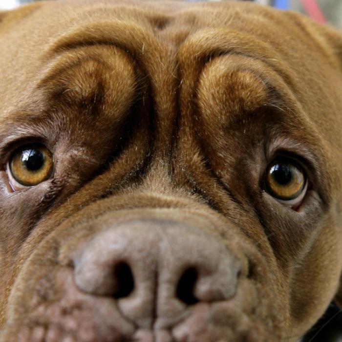 Brutal missbraucht! Hund muss eingeschläfert werden