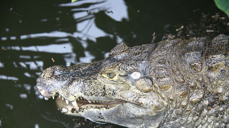 Amsterdamer Krokodil erliegt dem SM-Liebesspiel.