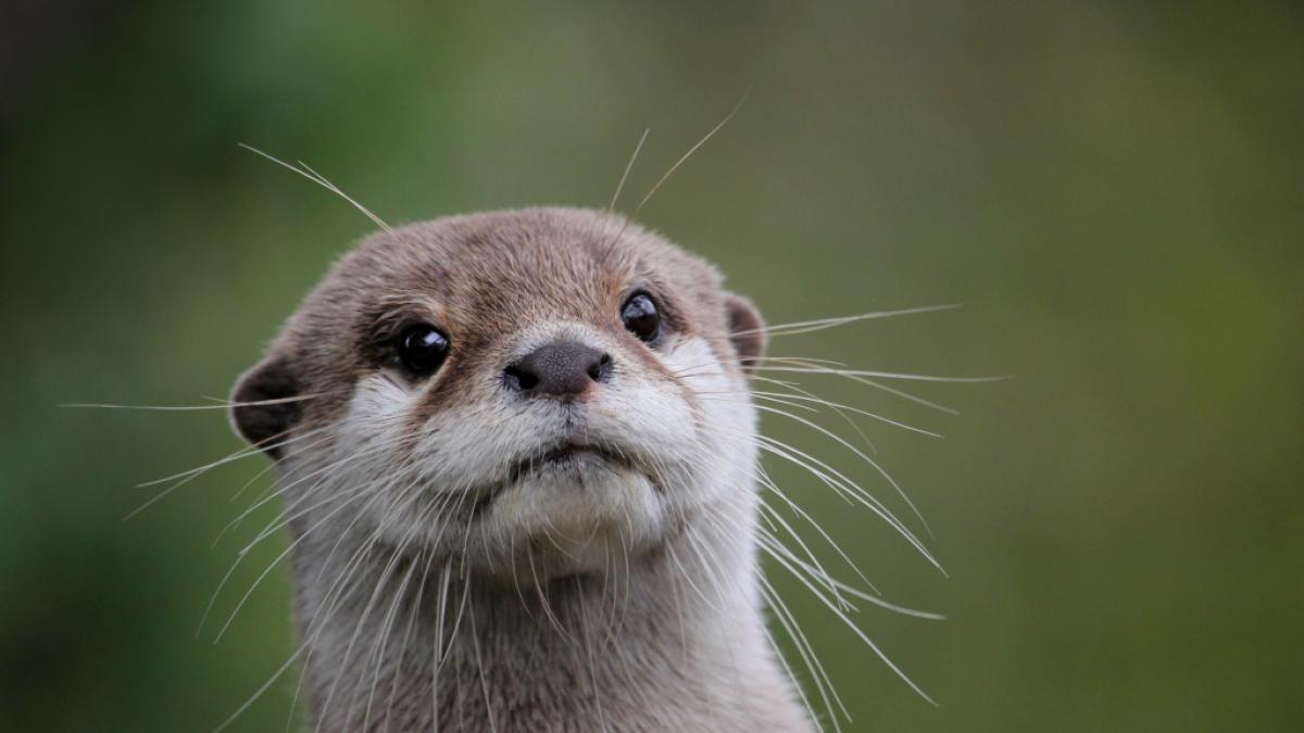 Otter sind nicht nur niedlich, sondern auch sehr gef&auml;hrlich. (Foto)