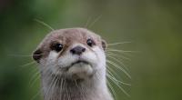 Otter sind nicht nur niedlich, sondern auch sehr gefährlich.