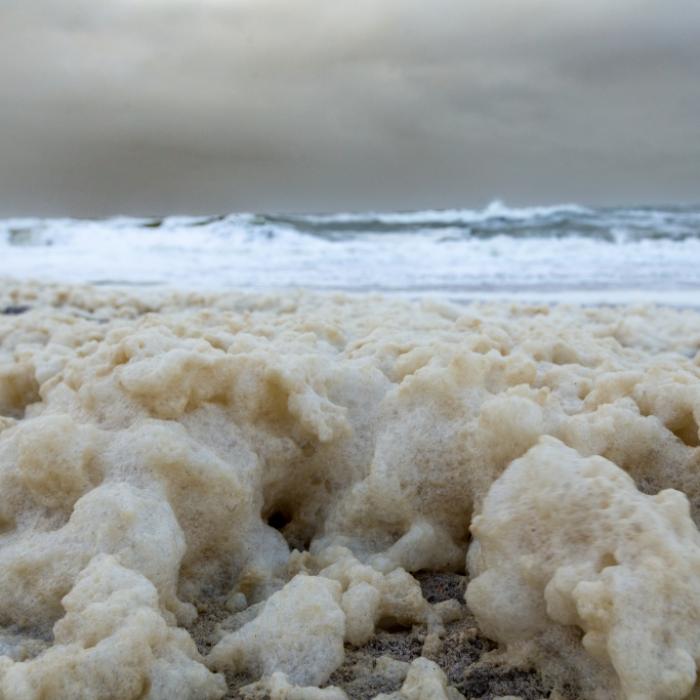 Giftiger Meeresschaum an Nordsee! Behörden geben Warnung heraus