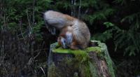 Ab und zu braucht Sniffer auch mal eine Pause und taucht ab...