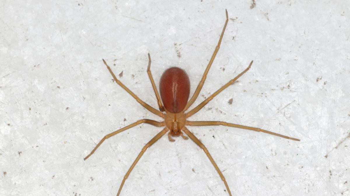 Experten geben Entwarnung: Keine Giftspinenn-Invasion in Deutschland (Foto)