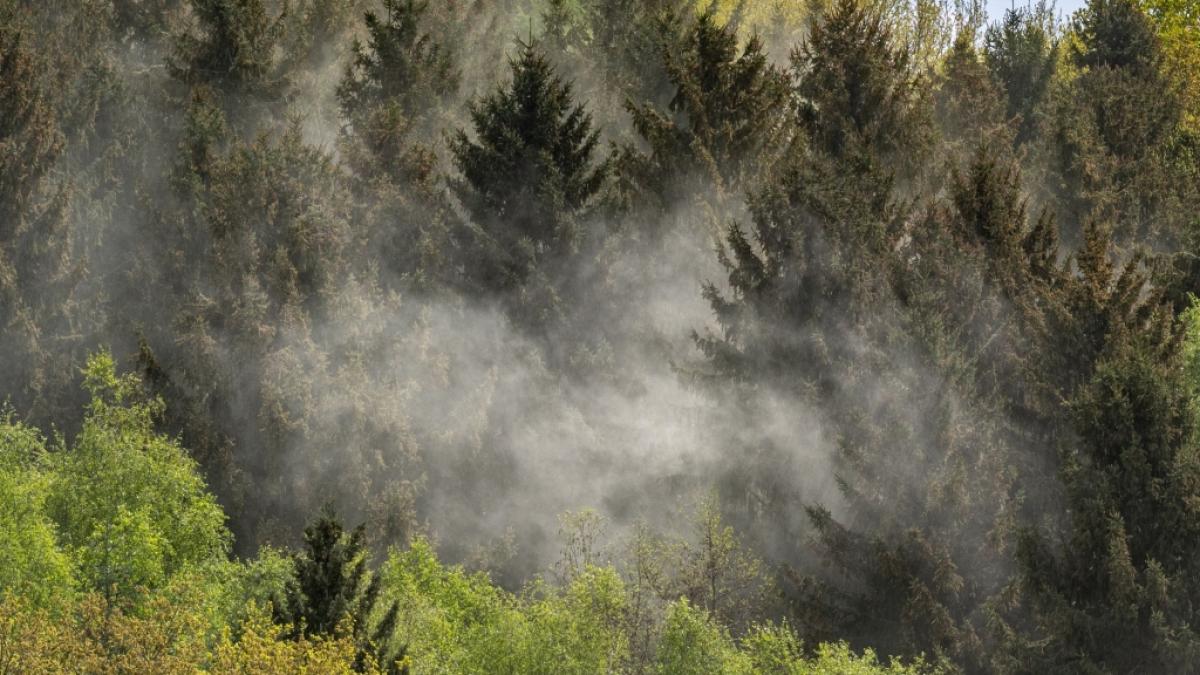 Aktuelle Daten zum Pollenflug in Ihrer Region auf news.de. (Foto)