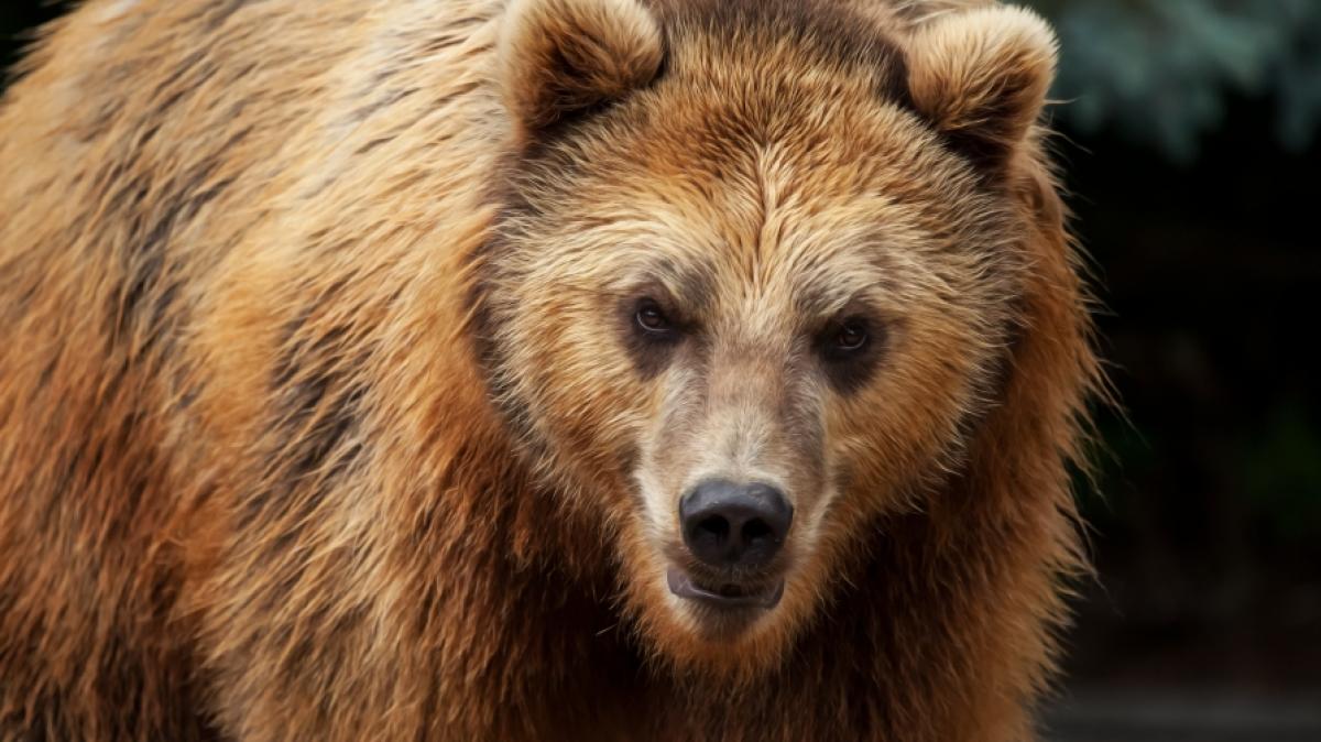 Ein B&auml;r hat einem M&auml;dchen in einem Zoo den Arm abgerissen. (Foto)