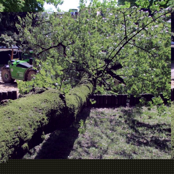 Baum stürzt auf Spielplatz - Mädchen (22 Monate) stirbt