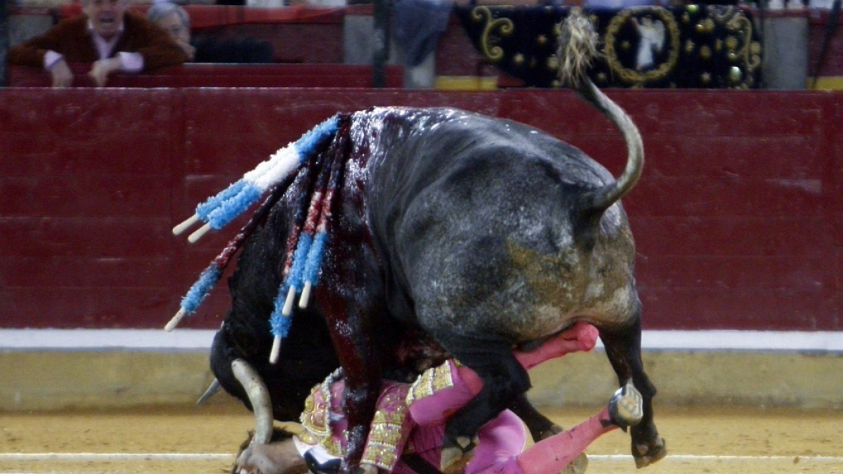 Der Stierkämpfer Juan Jose Padilla wird bei einem Kampf in Saragossa, Spanien, am 07.10.2011 schwer verletzt. Schon eine Woche nach einer grausigen Verletzung will er in die Arena zurückkehren. (Foto)
