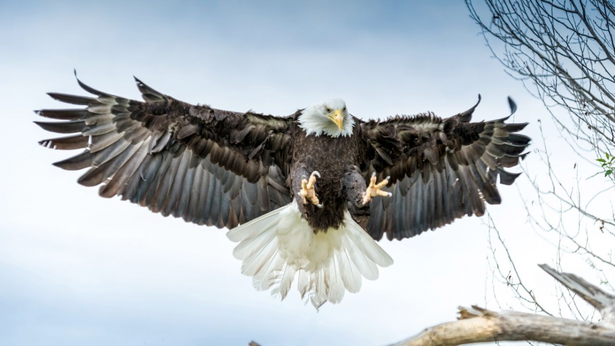 Tierische &Uuml;berlebensk&uuml;nstler bei Arte (Foto)