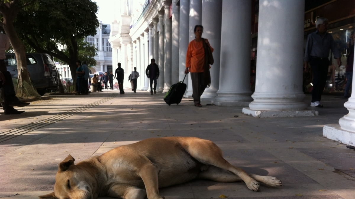 In Indien wurde ein Hund brutal vergewaltigt. (Symbolfoto) (Foto)