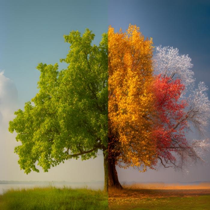 Trüber Herbst, milder Winter? Das sagt der 100-jährige Kalender