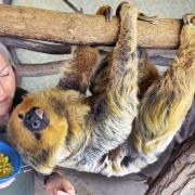 Faultier Paula, das weltweit älteste in einem Zoo lebende Zweifingerfaultier, feiert seinen 50. Geburtstag.