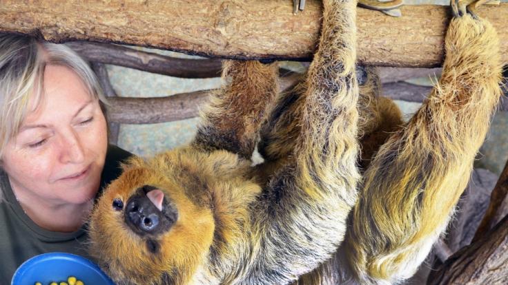 Faultier Paula, das weltweit älteste in einem Zoo lebende Zweifingerfaultier, feiert seinen 50. Geburtstag.