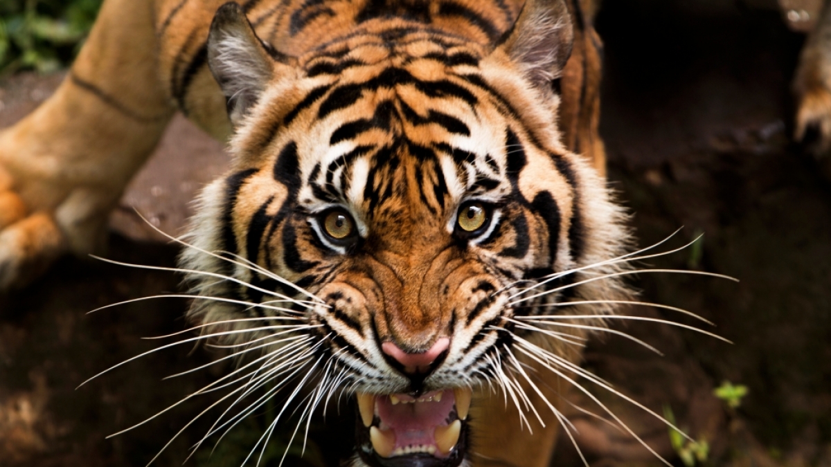 In der N&auml;he von Johannisburg hat ein entlaufener Tiger einen Mann und mehrere Tiere angegriffen. (Symbolfoto) (Foto)