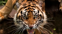 In der Nähe von Johannisburg hat ein entlaufener Tiger einen Mann und mehrere Tiere angegriffen. (Symbolfoto)