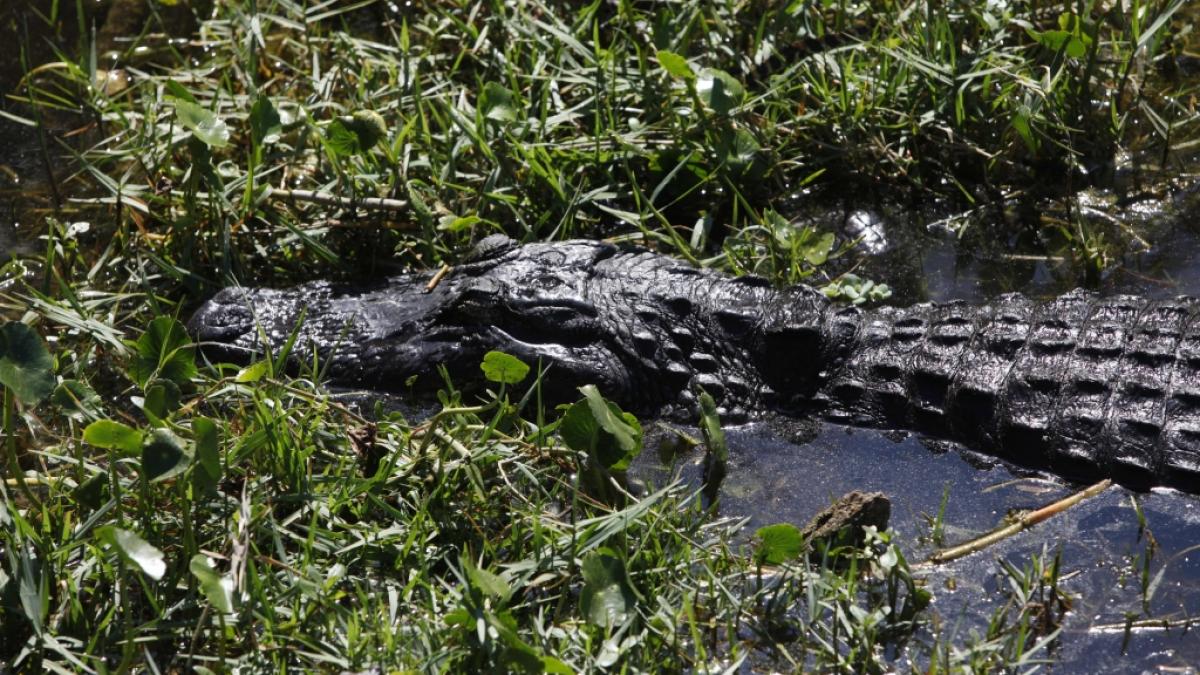 In Florida ist ein 23-j&auml;hriger Mann von einem Alligator verst&uuml;mmelt worden (Symbolfoto). (Foto)
