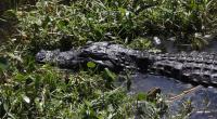 In Florida ist ein 23-jähriger Mann von einem Alligator verstümmelt worden (Symbolfoto).