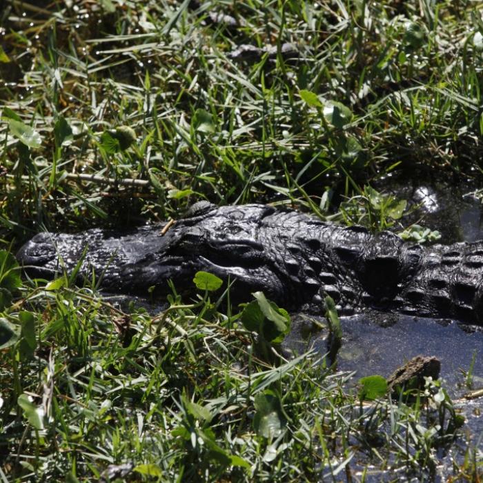 Arm abgerissen! Horror-Reptil verstümmelt Mann (23) beim Nachtbaden