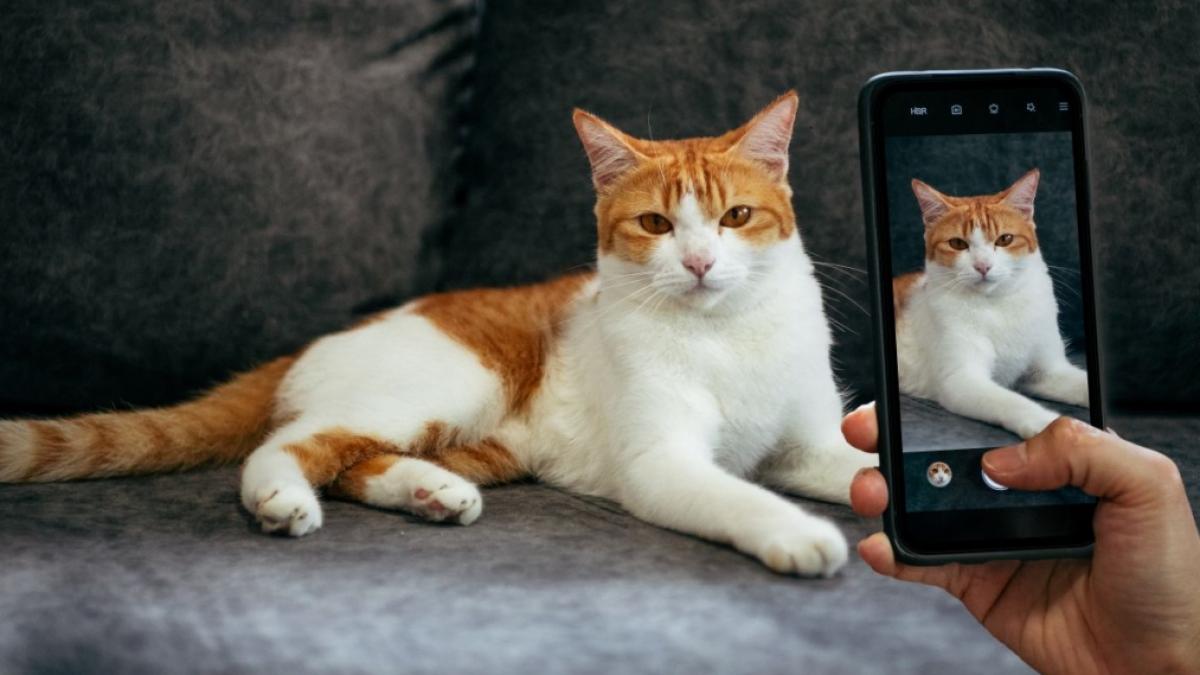Mit ihren besonderen Eigenheiten und lustigen Momenten begeistern manche Katzen Menschen auf der ganzen Welt. (Foto)