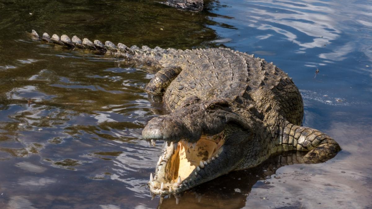 Im Kongo wurde ein get&ouml;teter Lehrer Krokodilen zum Fra&szlig; vorgeworfen. (Symbolfoto) (Foto)